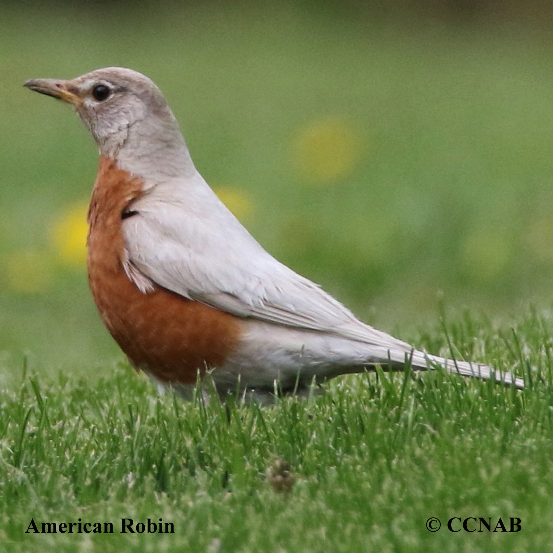 Birds of North America