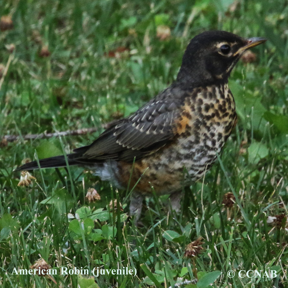 Birds of North America