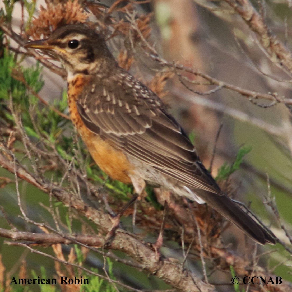 Birds of North America