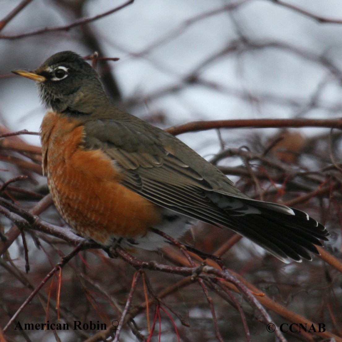 Birds of North America