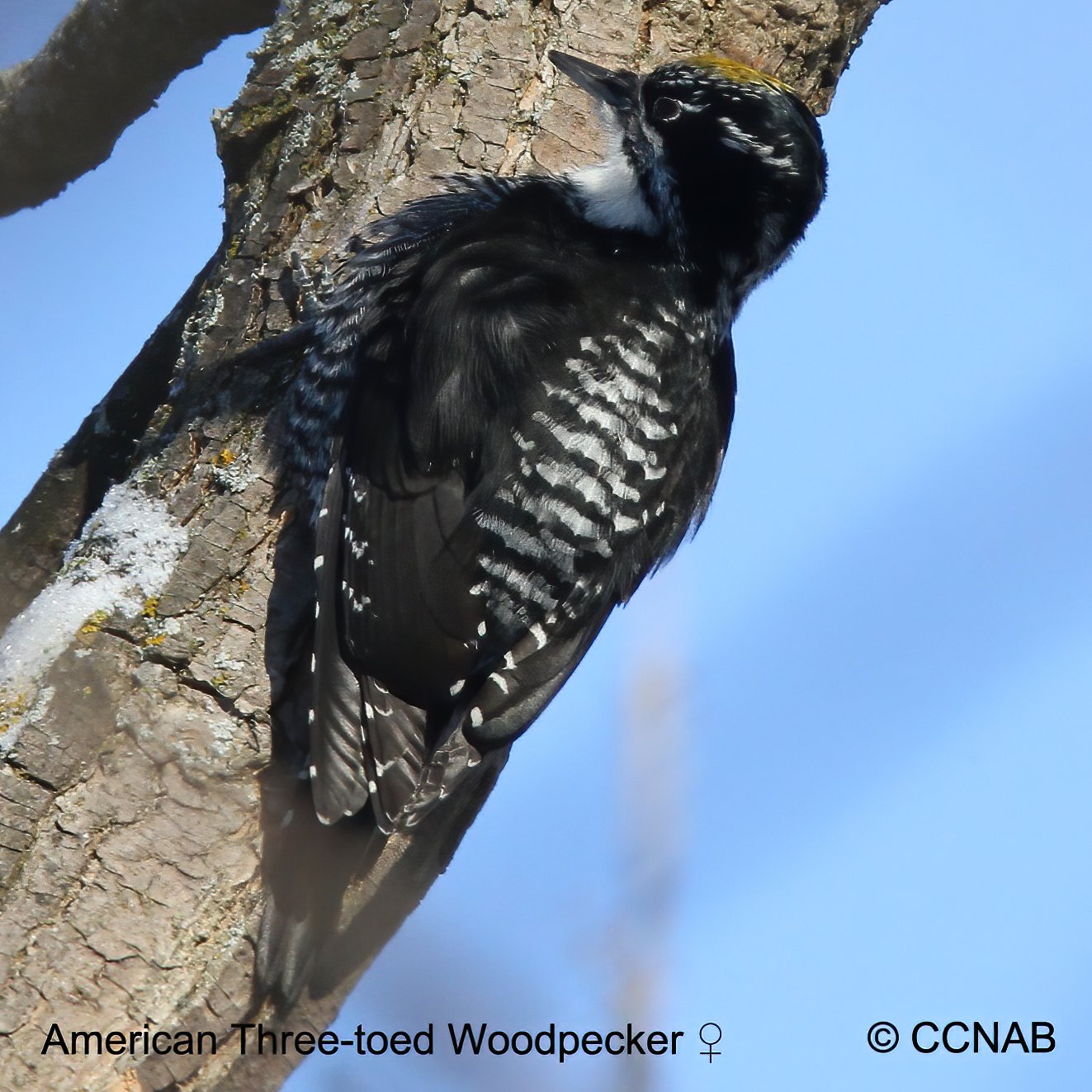 Birds of North America