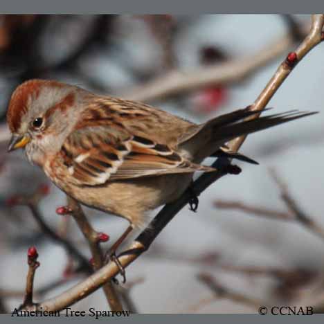 Birds of North America