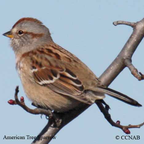 Birds of North America