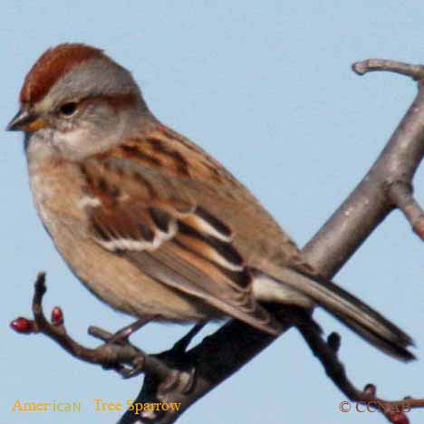 American Tree Sparrow