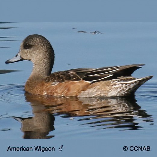 Birds of North America