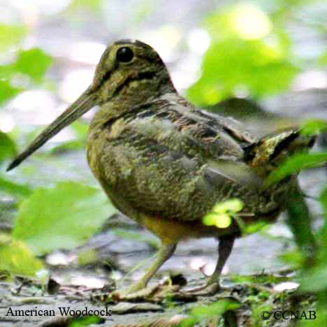 Birds of North America