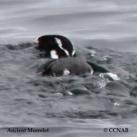 Birds of North America