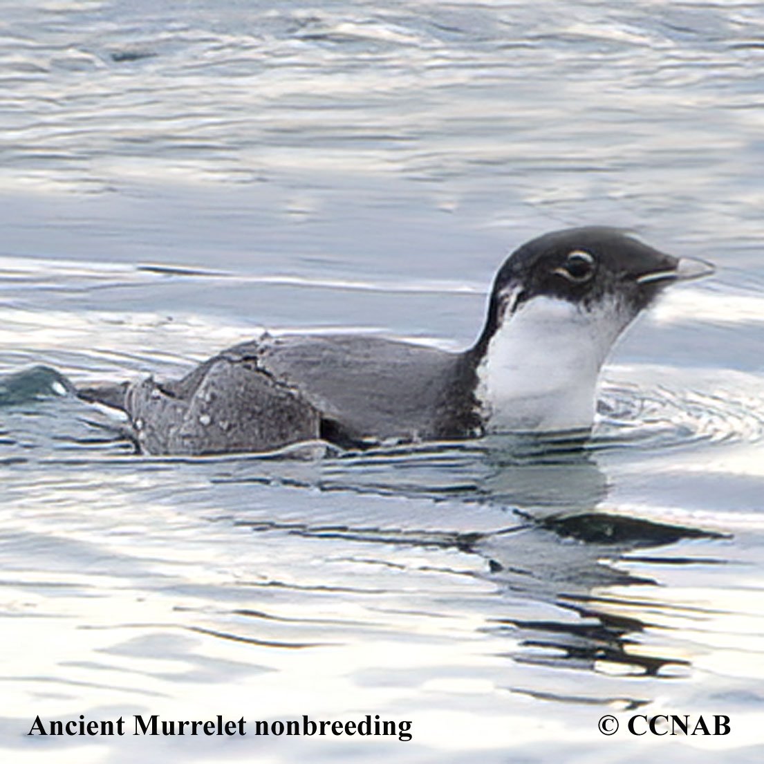 Birds of North America