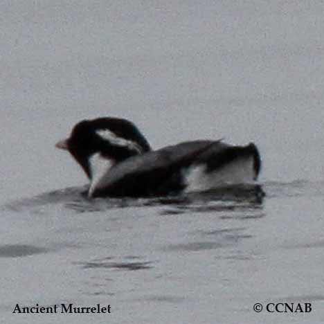 Birds of North America