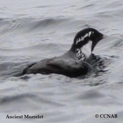 Birds of North America