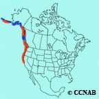 Ancient Murrelet range map