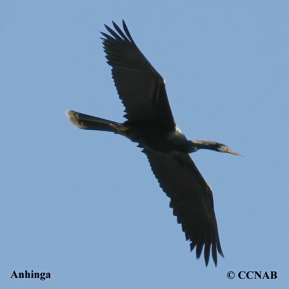 Birds of North America