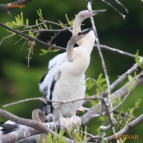 Birds of North America
