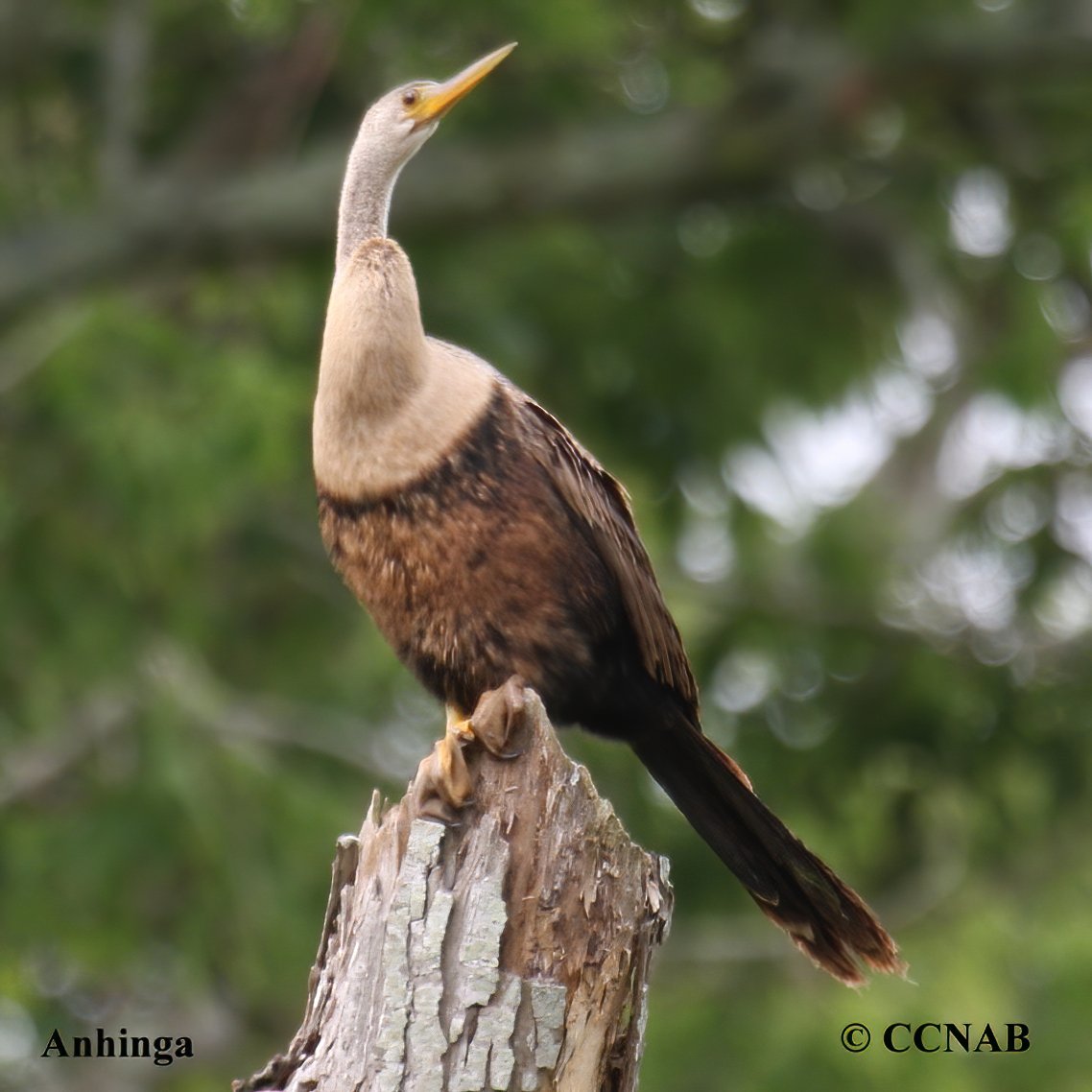 Birds of North America