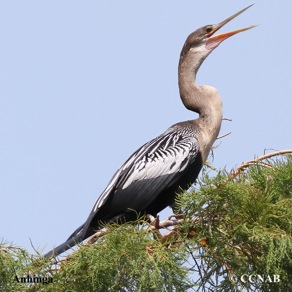 Anhinga