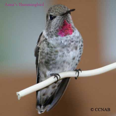 Birds of North America