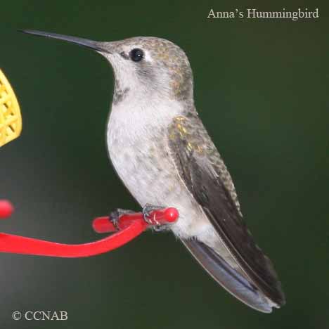 Birds of North America