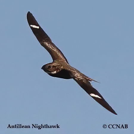 Birds of North America