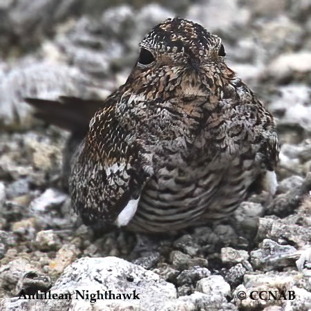 Birds of North America