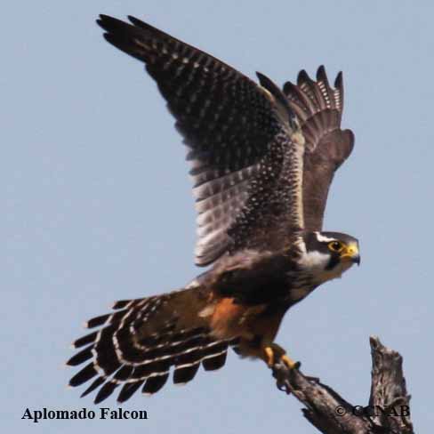 Birds of North America