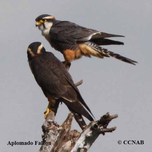 Birds of North America