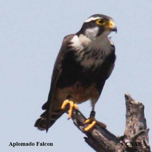Birds of North America