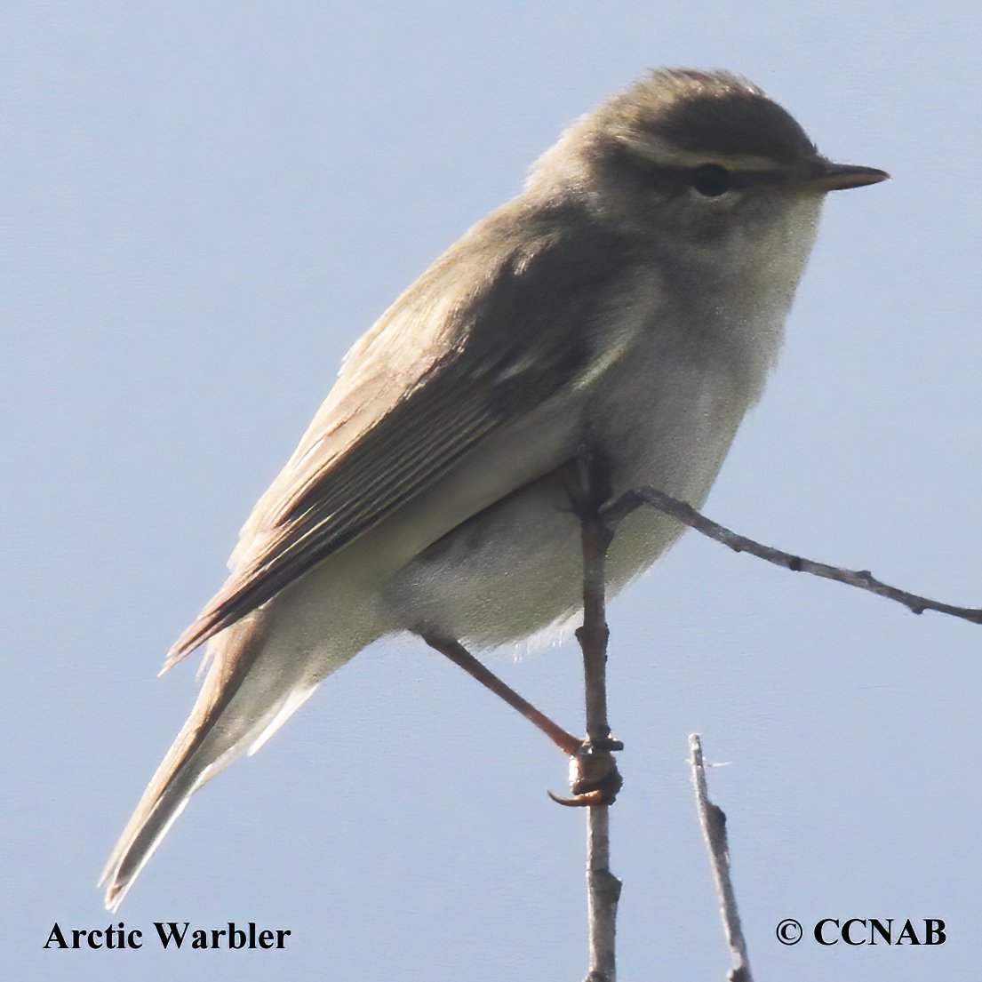 Birds of North America