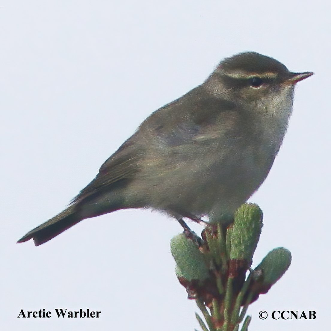 Birds of North America