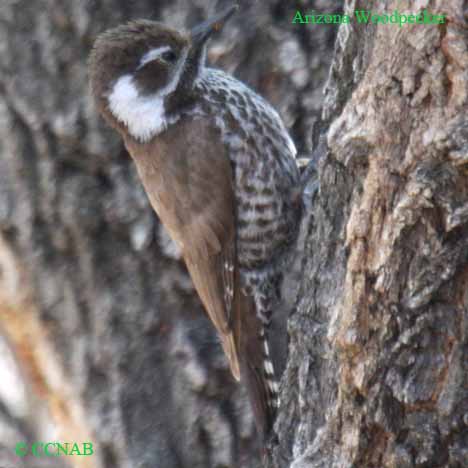 Birds of North America