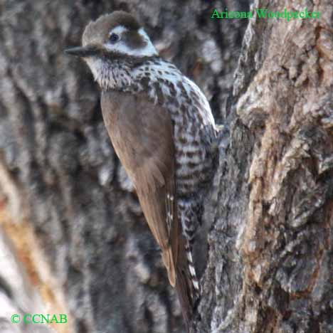 Birds of North America