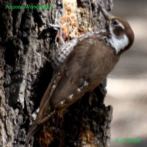Birds of North America