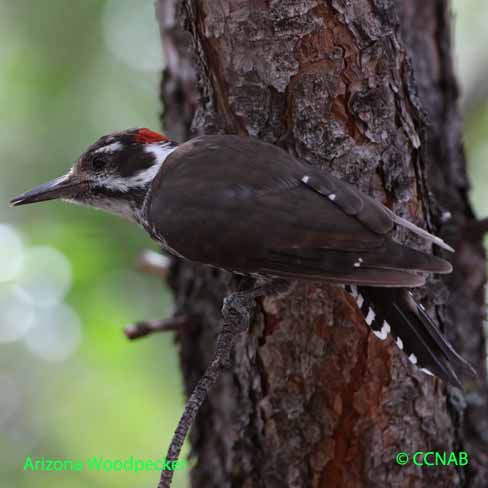 North American Birds songs and calls