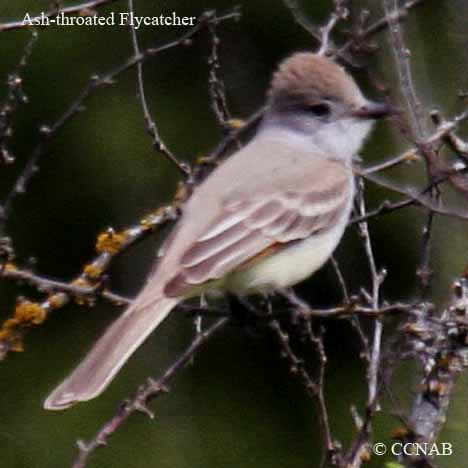 Ash-throated Flycatcher