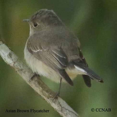Birds of North America