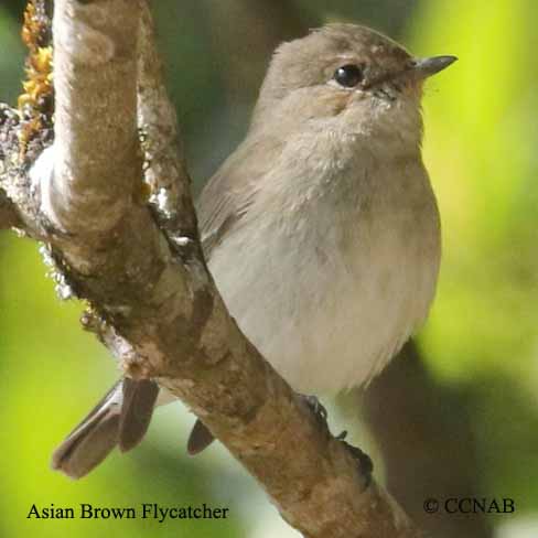 Birds of North America