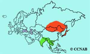 Asian Brown Flycatcher range map