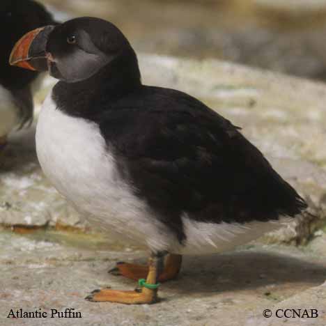 Birds of North America