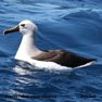 Atlantic Yellow-nosed Albatross