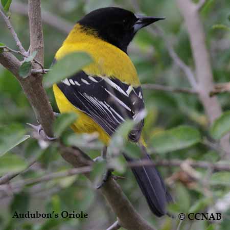 Birds of North America