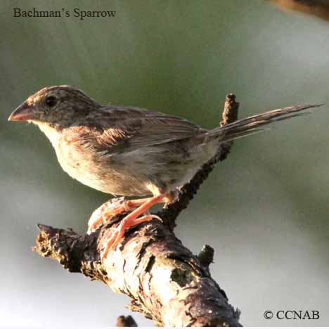 Birds of North America
