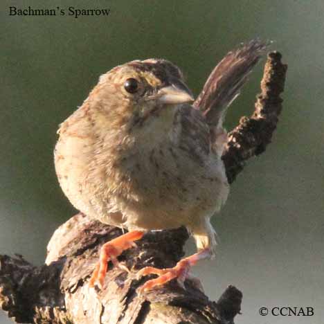 Birds of North America