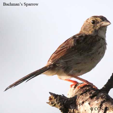 Birds of North America