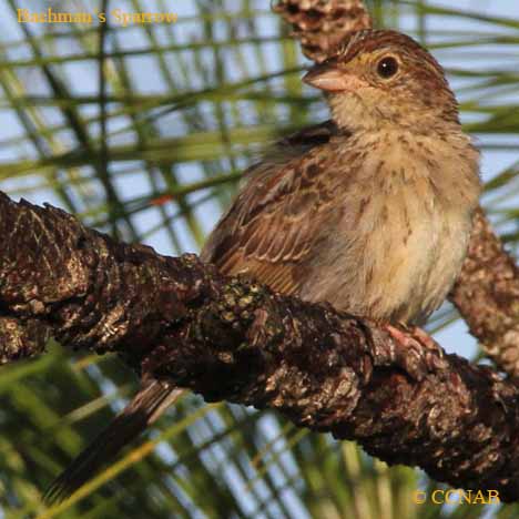 Birds of North America