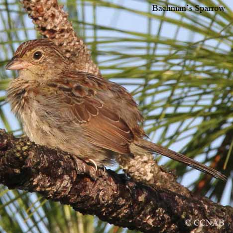 Birds of North America