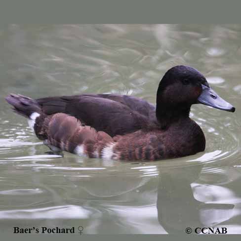 North American Exotic Ducks