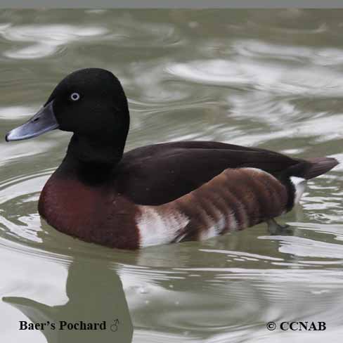 North American Exotic Ducks