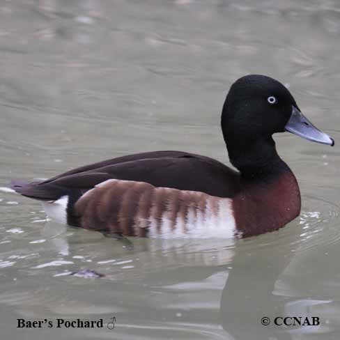 Baer's Pochard