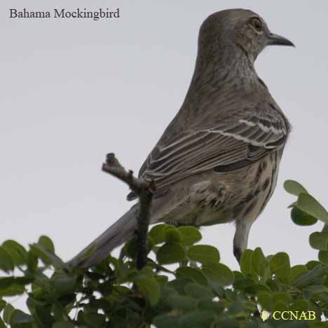 Birds of North America