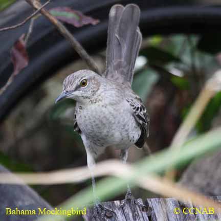 Birds of North America