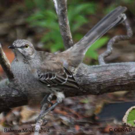 Birds of North America